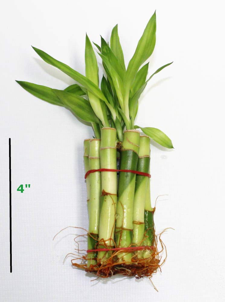 Athena's Garden B-SS04 Bamboo Stalks 4" with Shoots, 4" Green