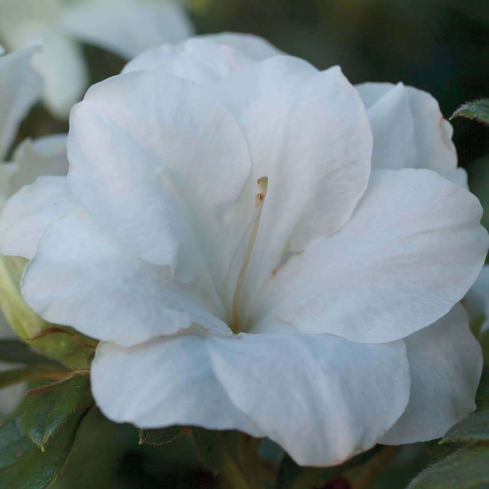 Encore Azalea Autumn Moonlight (3 Gallon) White Flowering Shrub - Full Sun Live Perennial - Evergreen Ivory White Shrub
