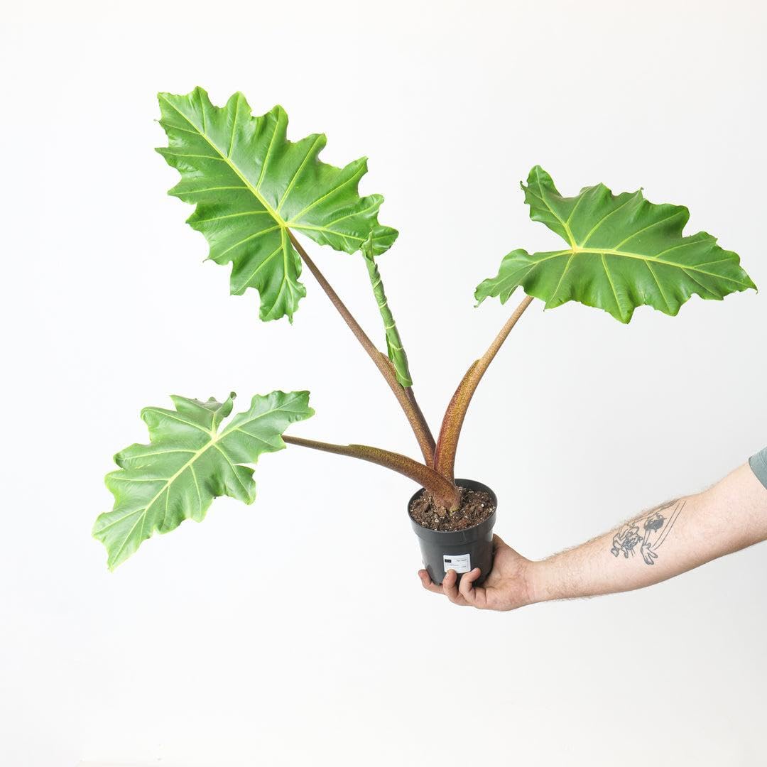 RedCrocus - RedCrocus Alocasia baginda 'Lutea' Elephant Ear Plant - Bright Foliage for Indoors & Gardens - Tropical Accent 14" Pot