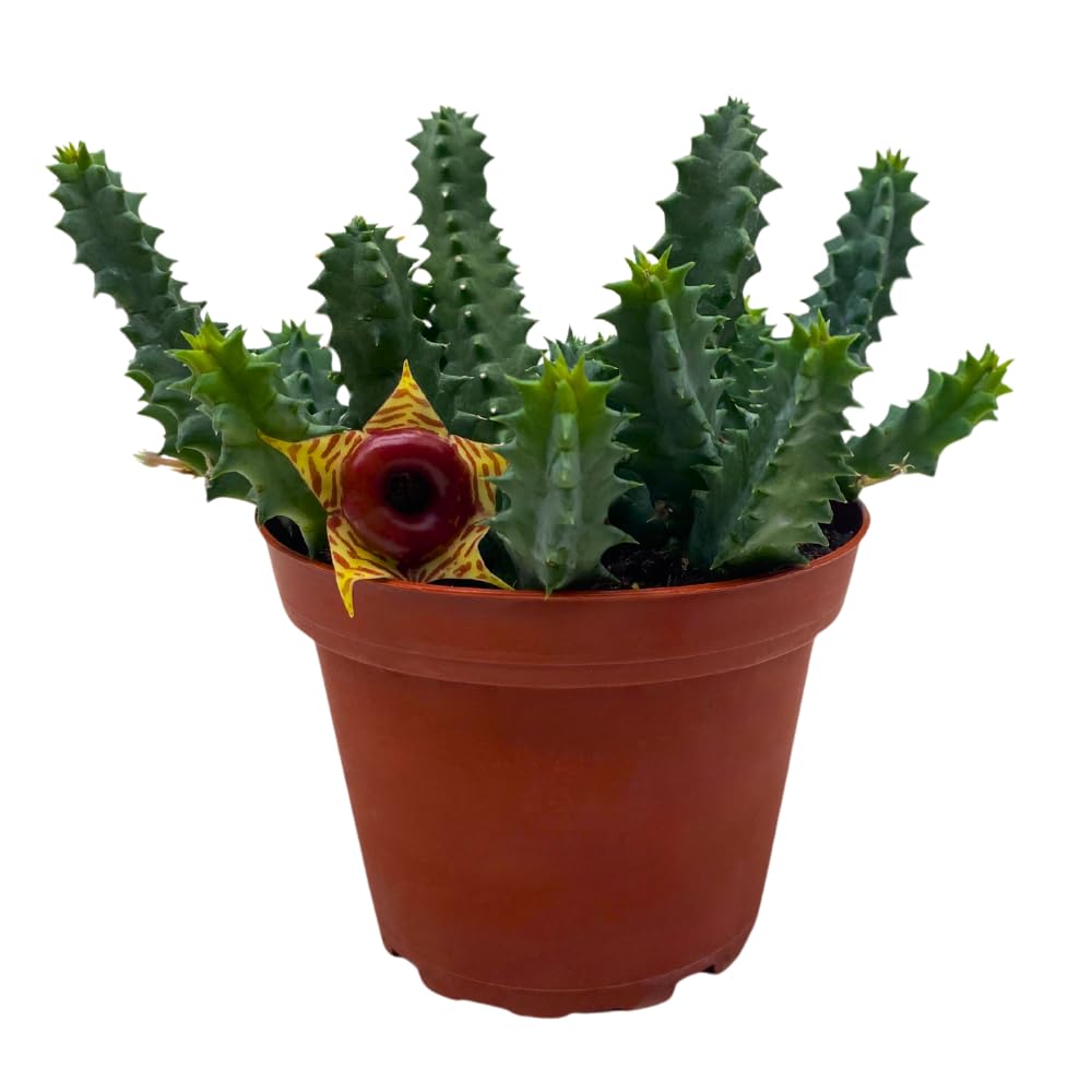 BubbleBlooms Lifesaver Huernia Zebrina, Starfish Stapelia Cactus, Live in a 4 inch Pot