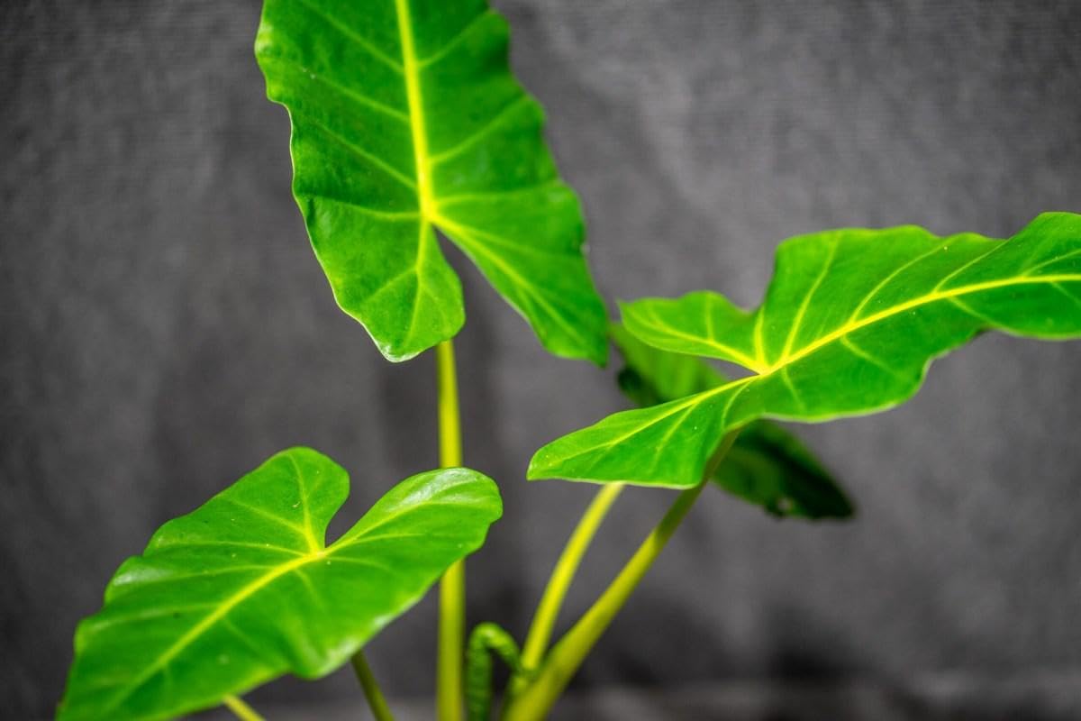RedCrocus - RedCrocus Lutea Elephant Ear Alocasia macrorrhiza 'Lutea' for shaded gardens, containers, tropical borders, and landscape accents. Bright yellow foliage, green veins, low maintenance 6" Po