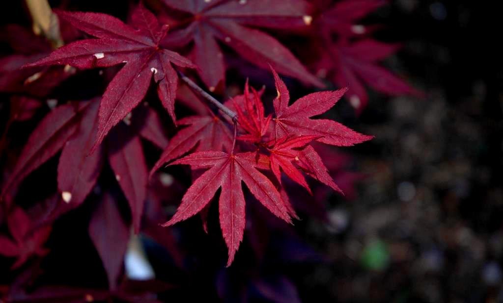 Englishtown Japanese Maple 2 - Year Live Plant