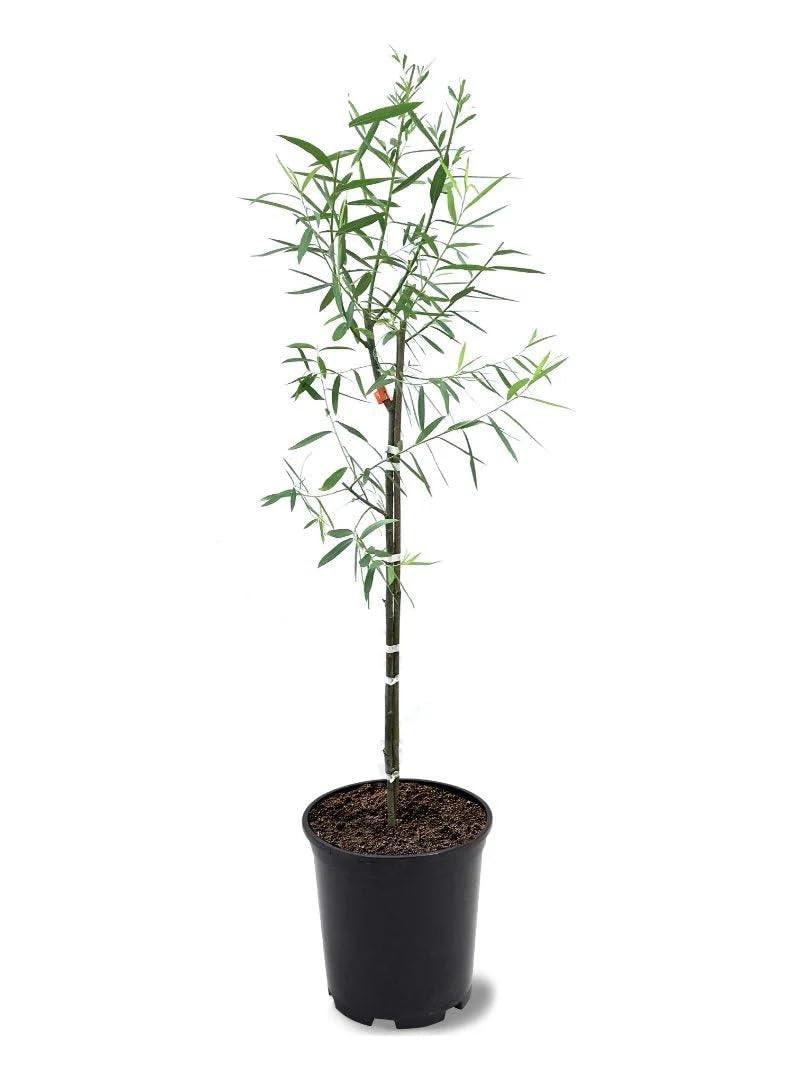 Weeping Willow Tree, 1 Gallon Potted, Fast-Growing Shade Tree | Arbor Day Foundation (Due to Agricultural Laws, Unavailable to CA, CT or AZ)