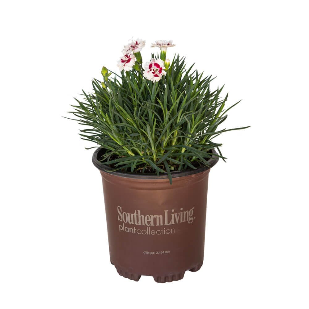 Scent First® Coconut Surprise Dianthus, 2.5 Quart, White Flowering Live Perennial Plant - Fragrant Groundcover