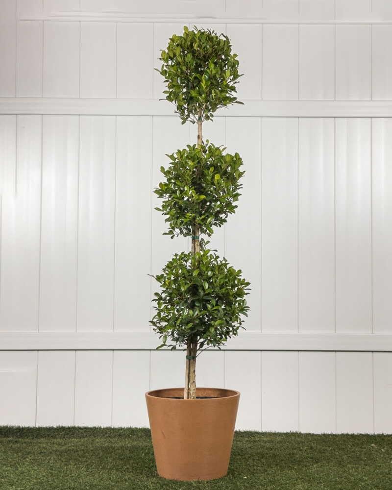 RedCrocus - RedCrocus Dwarf Brush Cherry Eugenia myrtifolia 'Globulus' - Compact Evergreen Shrub for Containers & Gardens, Pet-Friendly, Pollinator Attractant 14" Pot