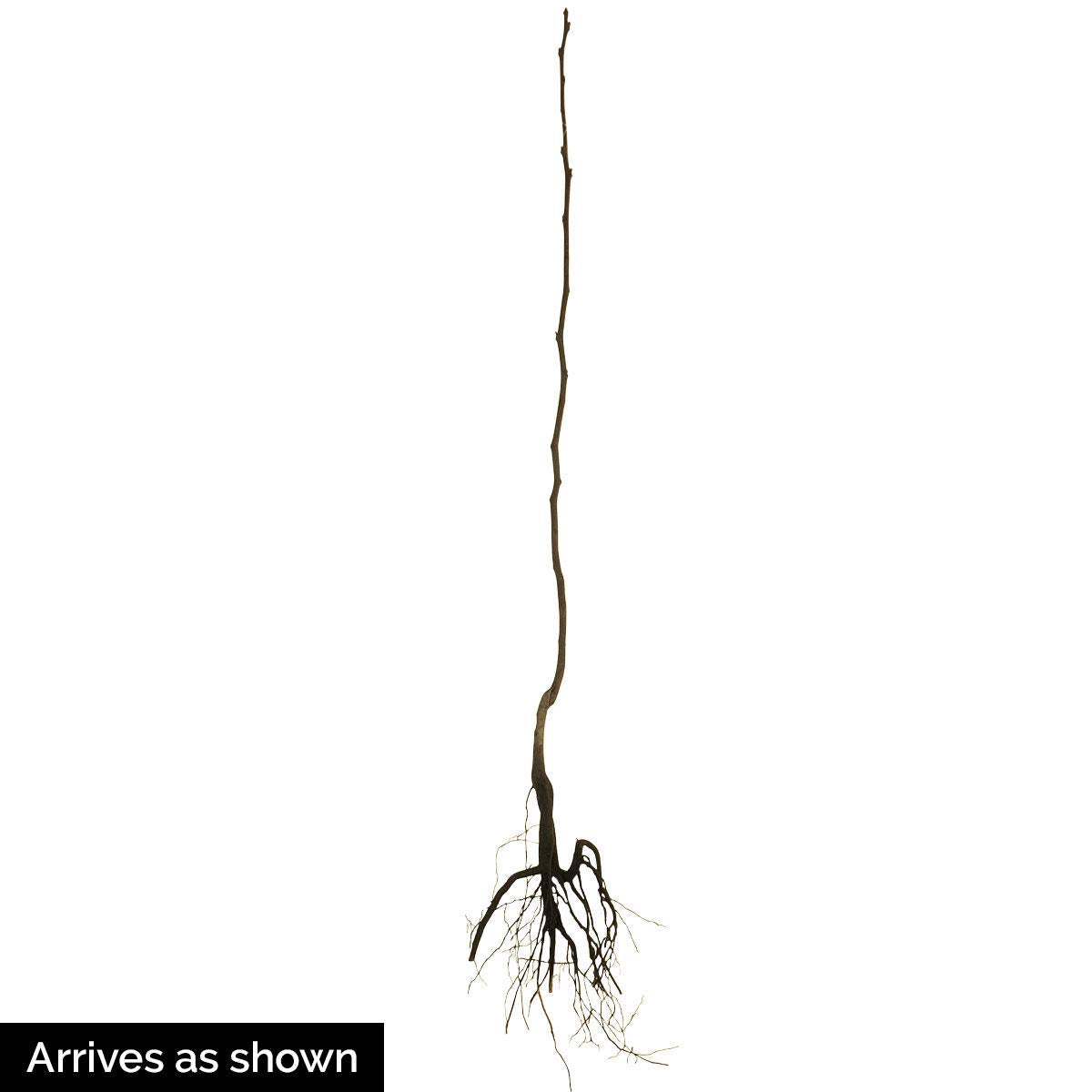 GURNEY'S - Fuyu Imoto Persimmon Diosypros Dormant Bare Root Starter Fruit Tree - Due to resctrictions Can't Ship to California