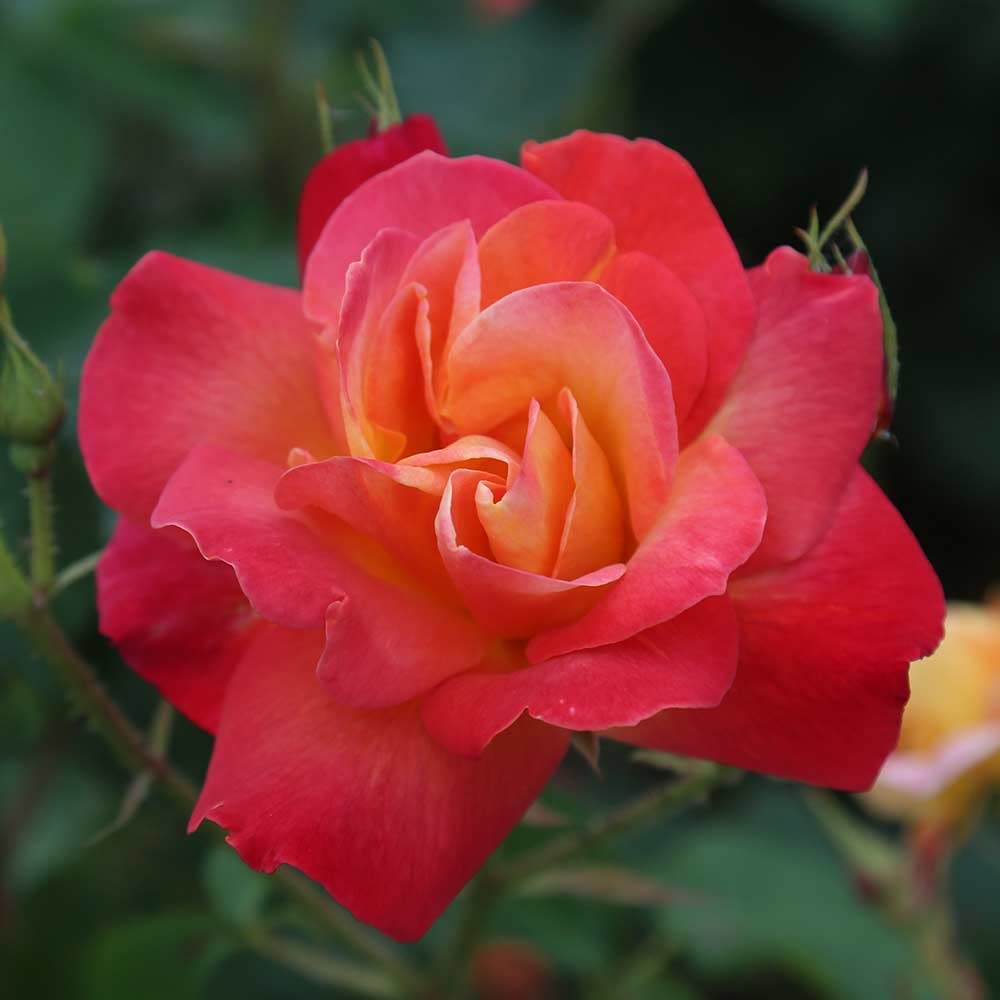 Heirloom Climbing Roses, Live Own Root Plant for Outdoor Garden, Piñata, Lightly Fragrant, Hardiness Zones 5-10, Continual Blooming