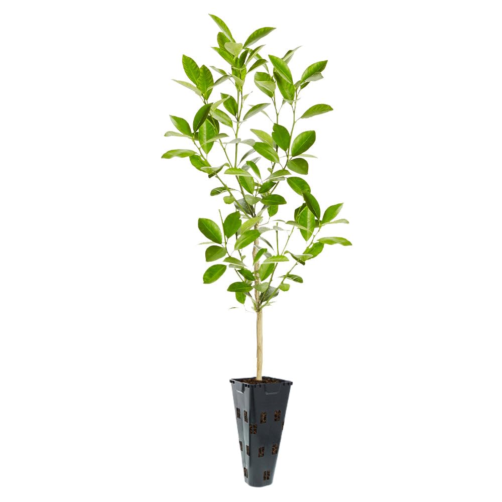 Brighter Blooms - Calamondin Bush, 1 Gallon - No Shipping to AK, AL, AZ, CA, FL, GA, HI, LA, MS, OR, TX