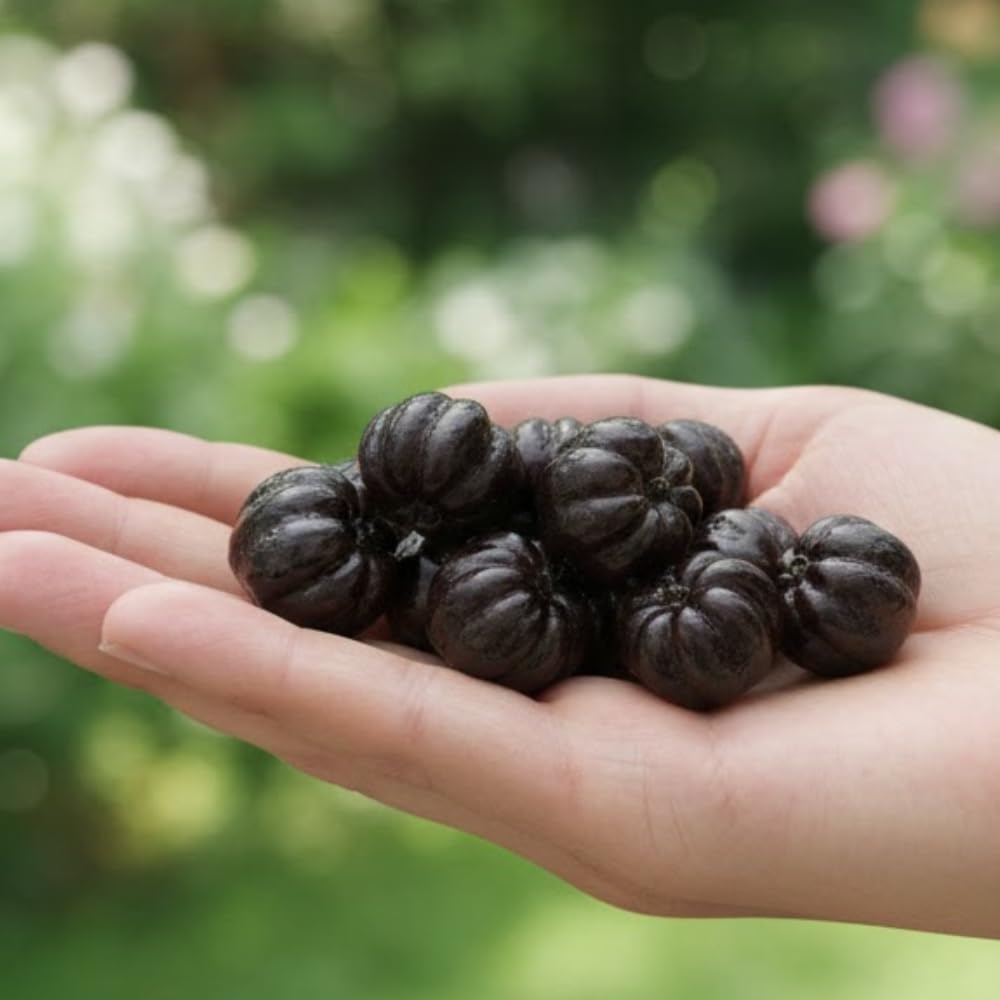 Black Surinam Cherry Tree Live Plants, Cherry Plant from 2 to 3 Feet Tall, Edible and Sweet Cherry Fruit Tree, 1 Gallon Pot, Easy Care for Outdoor Gardening