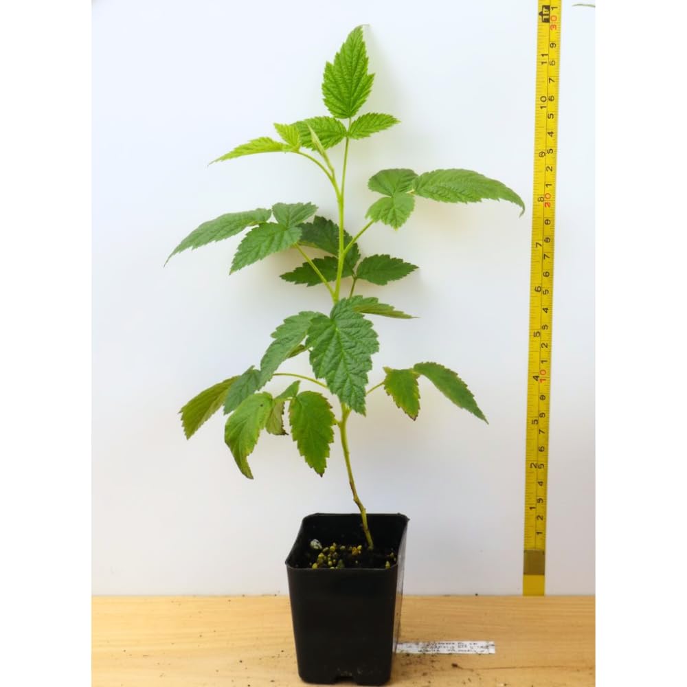 Raspberry Plant Live for Planting 6 to 12 Inch Height, Raspberry Bush Live Plant to Grow, Sweet Raspberries Seedling (Yellow Raspberry)