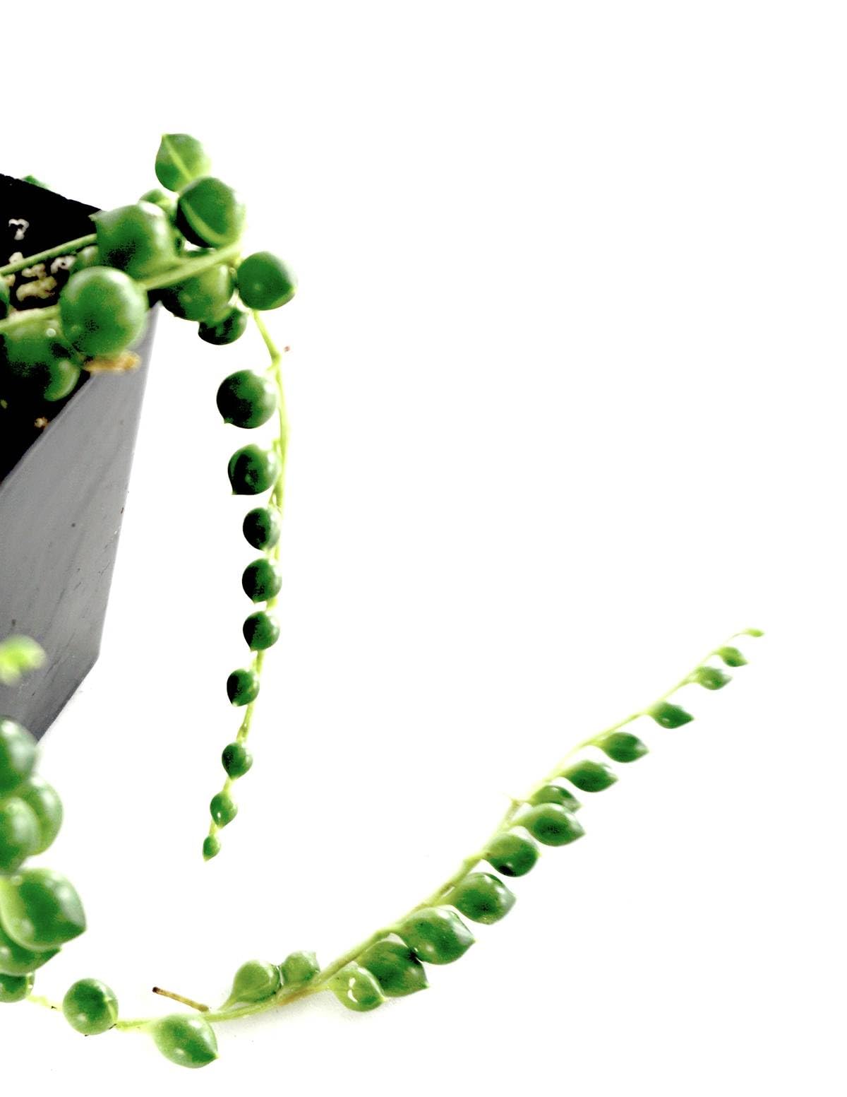 Josh's Frogs Senecio rowleyanus - String of Pearls (Green)