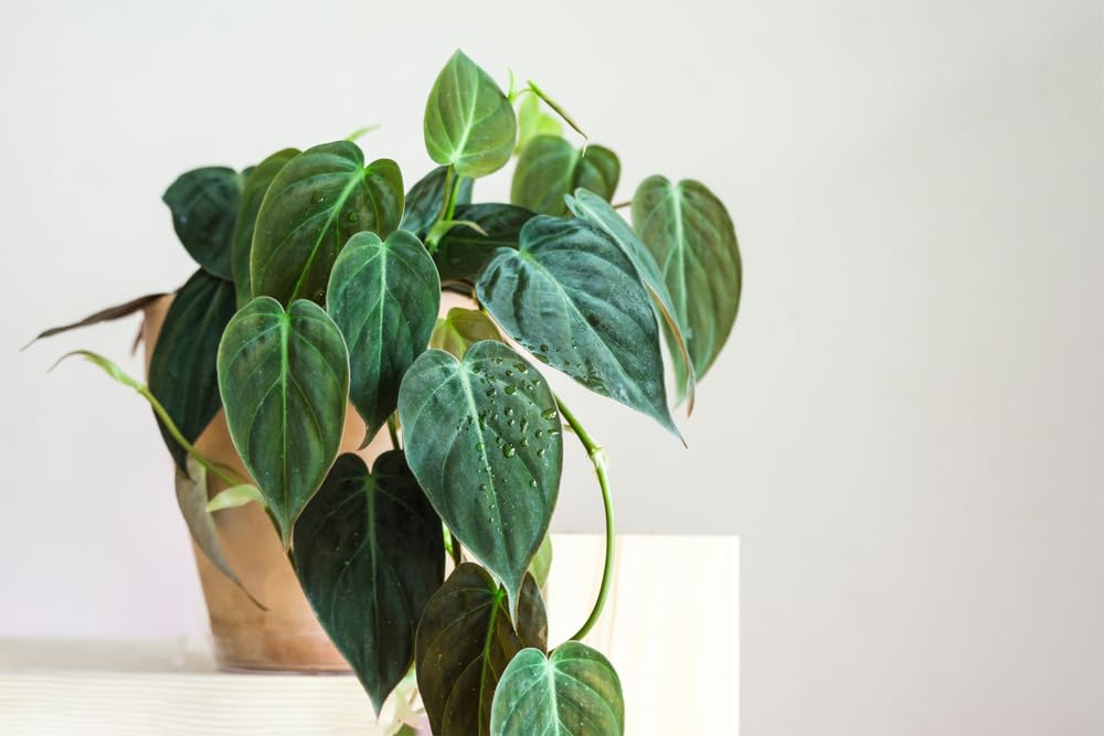 Philodendron Micans – Live Plant in 2 Inch Pot – Easy to Grow Velvety Heartleaf Philodendron Starter Houseplant