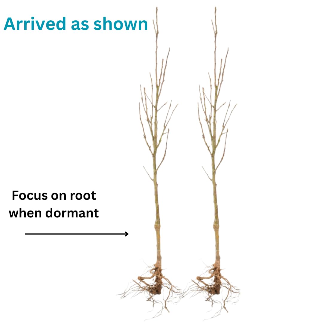 Cherry Blossoms Tree Live Plant, Flowering Cherry Blossom Perennial Bloom, 9 Months Old Trees, 6-12" in Tall