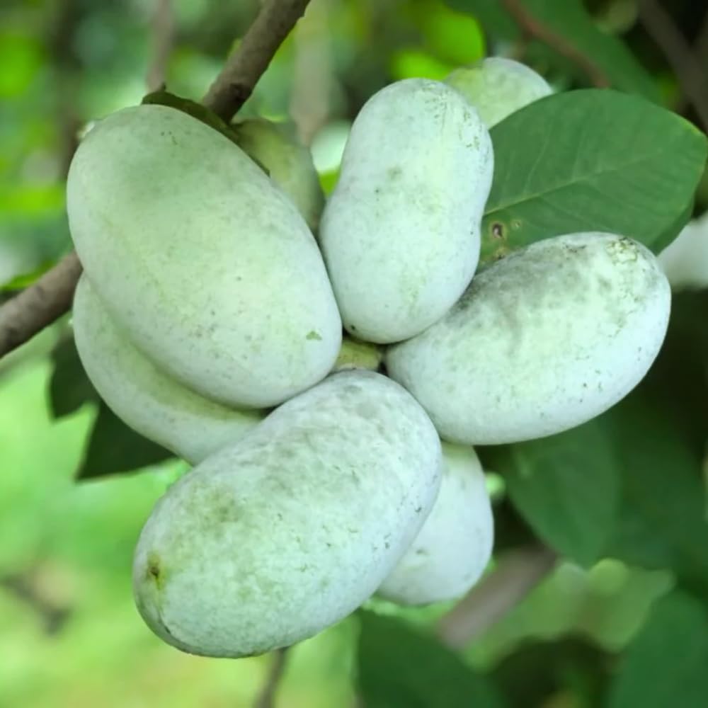 3 Pawpaw Trees Live Plants, 1 Year Old Paw Paw 7 to 12" Tall Bare Roots, Dormant in Winter