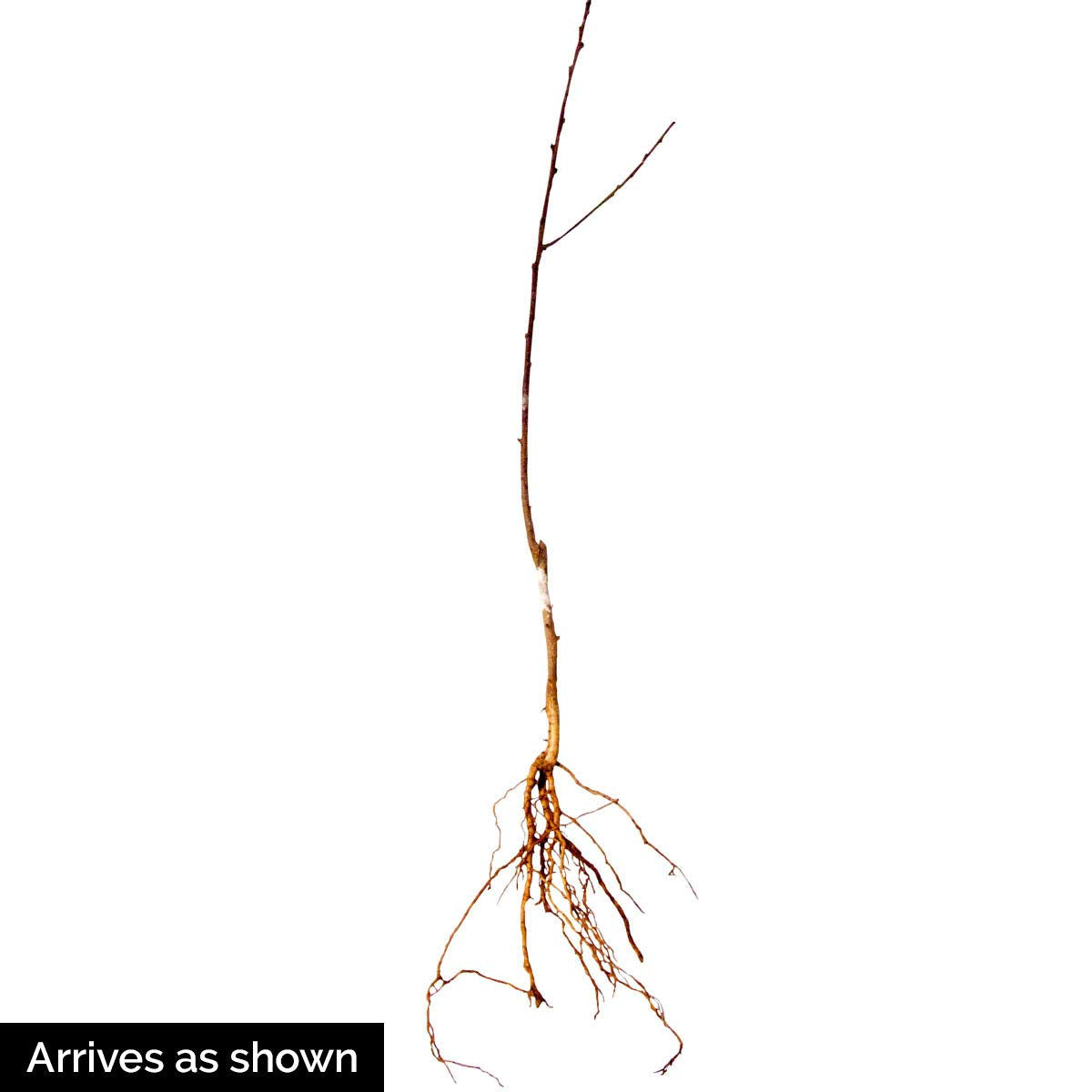 GURNEY'S - Captain Crunch Reachables Dwarf Nectarine Dormant Bare Root Starter Fruit Tree - Due to State restrictions Can't Ship to: CA, CO, ID, MT, OR, or WA