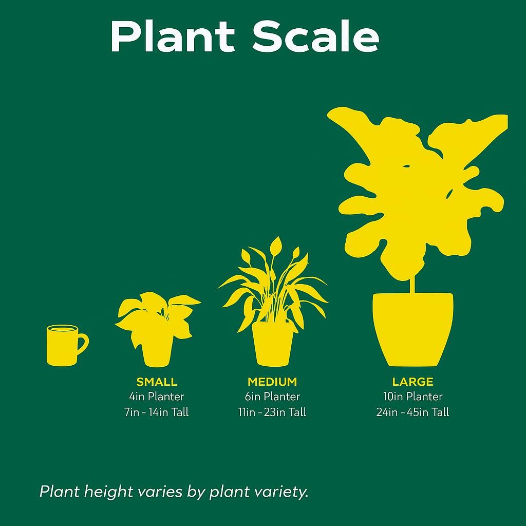 Hoya Carnosa | Live Plant for Indoor & Outdoor | for Living Room, Office, Bathroom | (4" Pot)