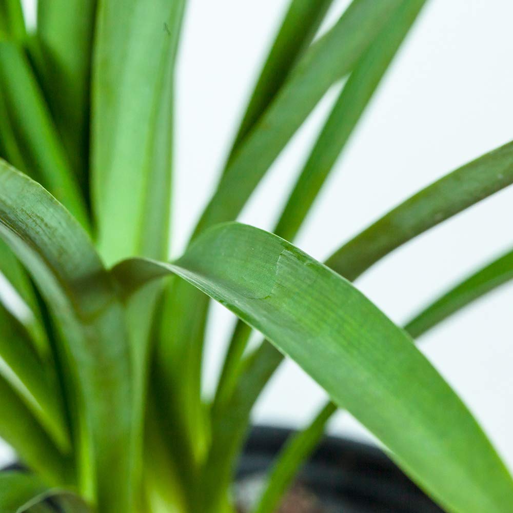 Blue Agapanthus 1 Gallon