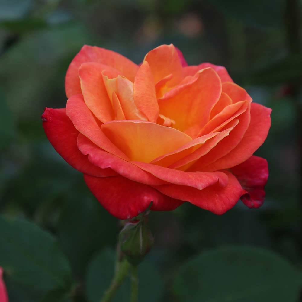 Heirloom Climbing Roses, Live Own Root Plant for Outdoor Garden, Piñata, Lightly Fragrant, Hardiness Zones 5-10, Continual Blooming