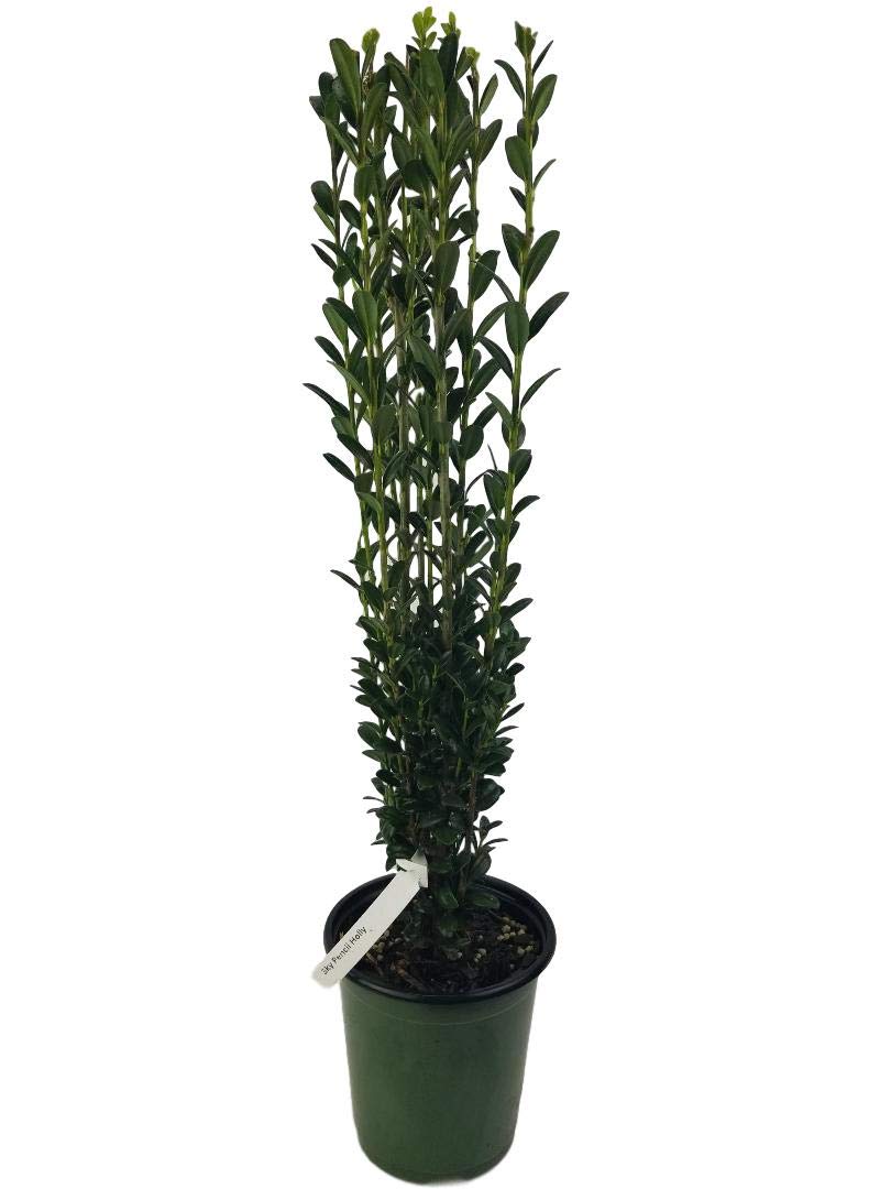 Sky Pencil Japanese Holly, Quart Pot