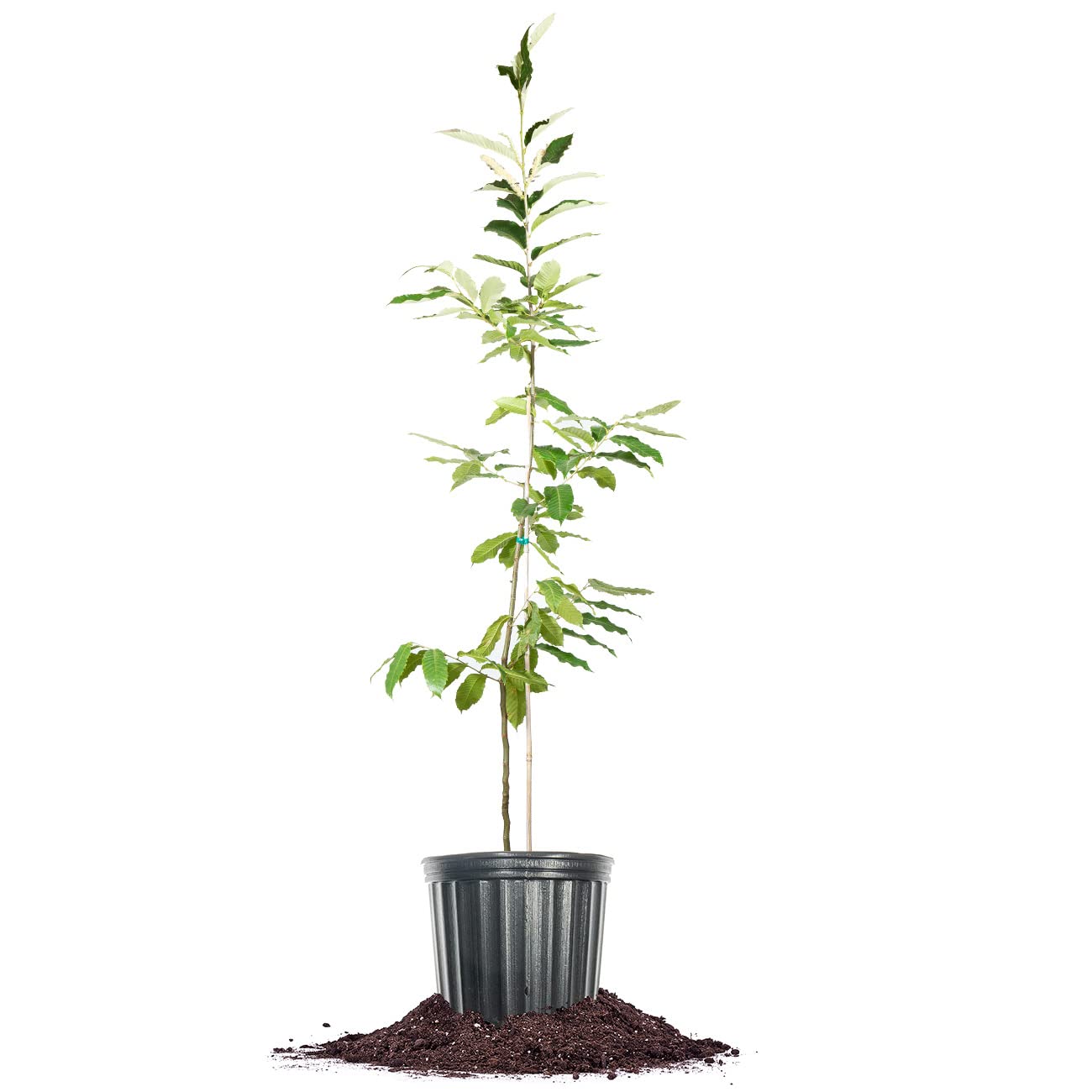 Perfect Plants American Hybrid Chestnut Tree 4-5 Feet | Live Trees for Outdoor Planting | Delicious Chestnut Fruit Nut for Fresh Eating | Tall Tree for Shade & Privacy