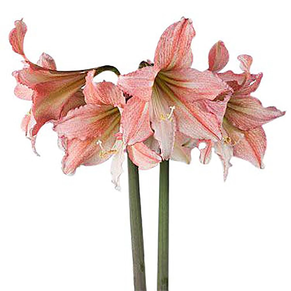 Tinkerbell Amaryllis Bulb | Peach with White Star | Amaryllis Flower for Indoor & Outdoor Planting | Unique Bulb for Beautiful Displays
