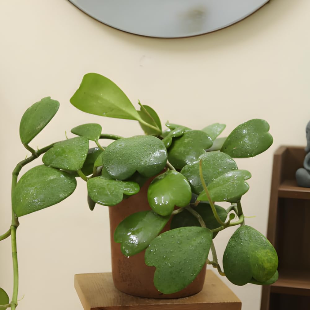 Hoya Kerrii Heart Plant Live in 4" Pot | Low Maintenance Heart-Shaped Succulent | Established Root System for Windowsills and Desks