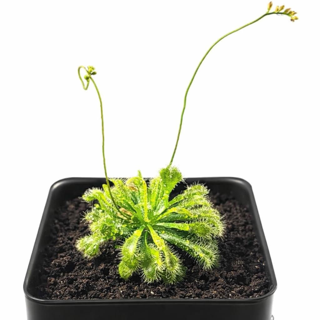 Live Spoon-leaved Sundew Plant. Adult Size, Drosera Spatulata, Carnivorous Plant, 30 Days Guarantee