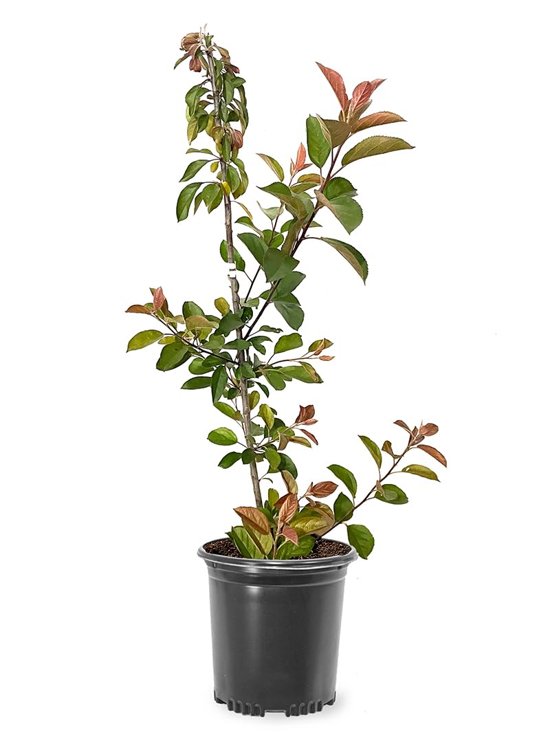 Centurion Crabapple Tree, Vibrant Pink-Red Blooms, Cold Hardy, 2-3 feet Tree Height, 1 gal. Nursery Pot (Due to Agricultural Laws, we Cannot Ship to CA, AZ, AK, or HI)