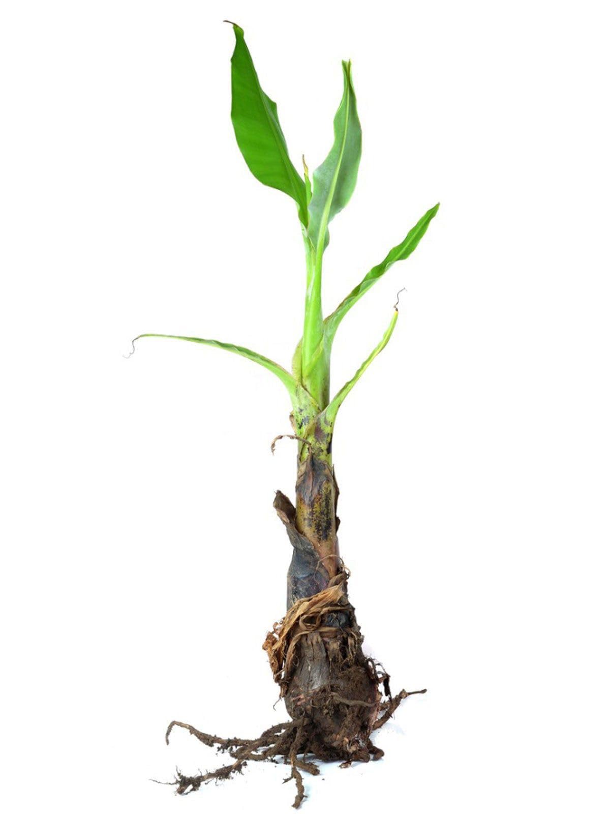 Puerto Rican Plantain Tree Seedling, 12 in Live Tropical Fruit Plant, Seed Grown, Outdoor Growing, USDA Zones 9-11