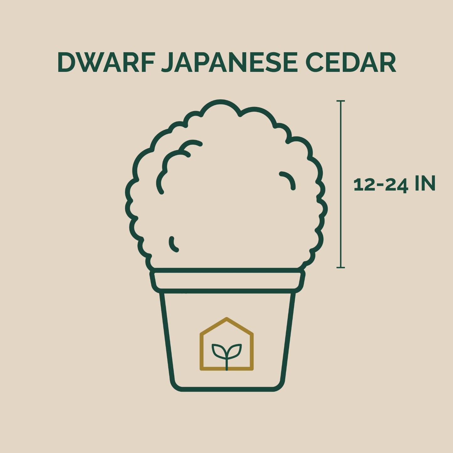 Dwarf Japanese Cedar 3-Gallon