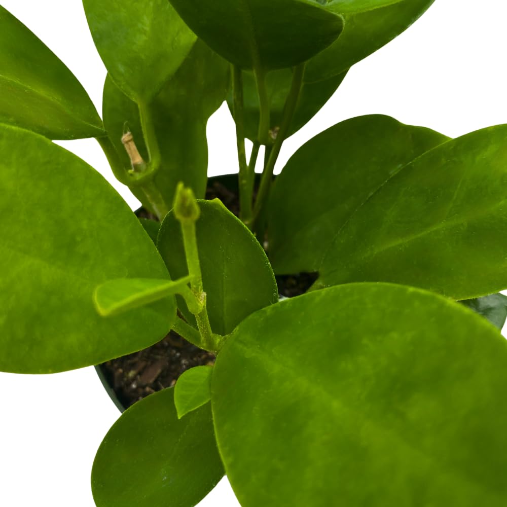 BubbleBlooms Hoya Australis in a 4 inch Pot
