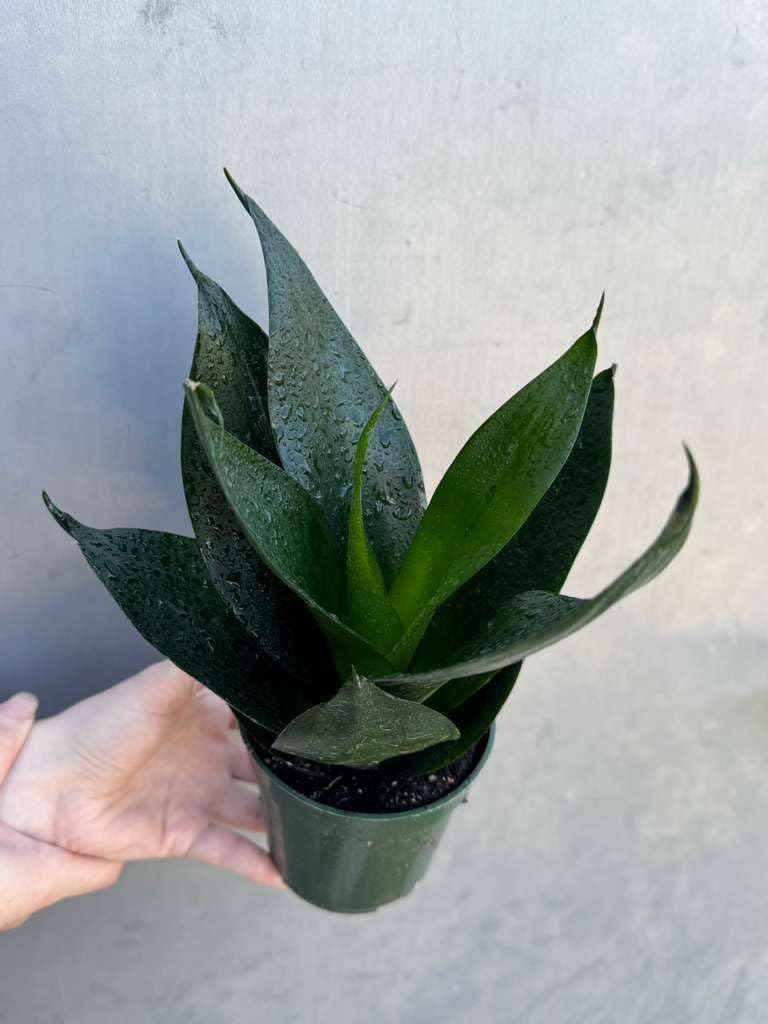 PLANTVERS Sansevieria Emerald Star in 4" Grow Pot – Live Snake Plant – Easy Care Succulent – Air Purifying Indoor Plant – Low Maintenance Houseplant