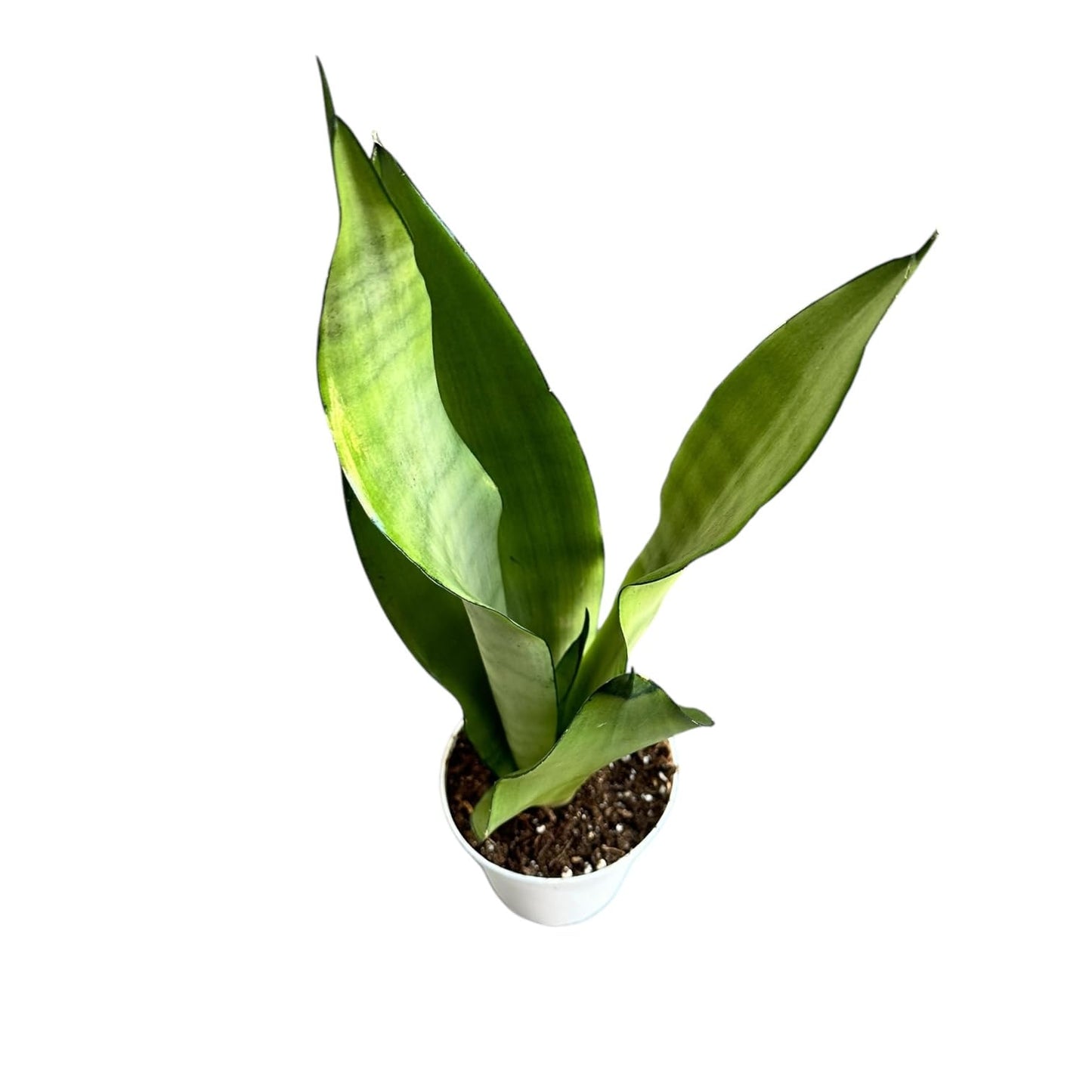 Snake Plant, Sansevieria Moonshine, Live Indoor Plant, 4 inch Pot - Hopewind Plants Shop
