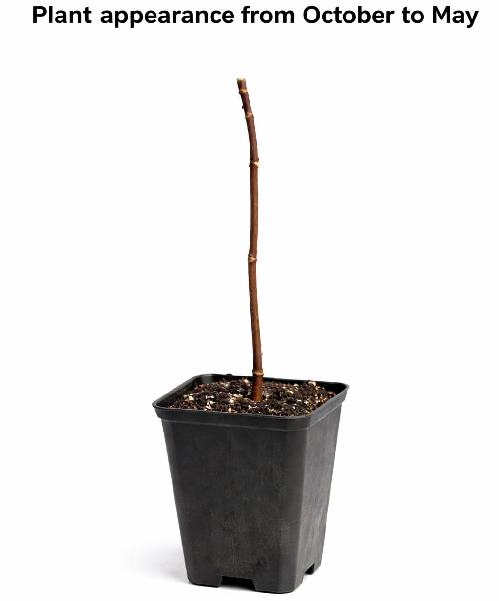 2 Paw Paw Trees - 6-12" Tall Seedlings - Quart Pots - Live Indian Banana Plants - Asimina triloba - (2 Pack)