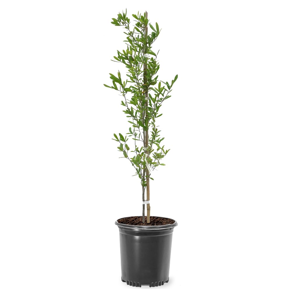 Live Oak Tree, Evergreen, Nut Producing, Long Living, Canopy/Shade Tree, 2-3 ft Tree Height, 1 gal. Nursery Pot (Due to Agricultural Laws, we Cannot Ship to CA, AZ, AK, or HI)