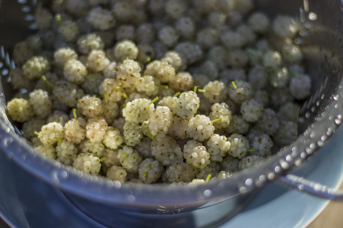 TriStar Plants - White Mulberry Tree - 1 Gallon Pot, 2'-4'ft Tall - No Ship California, Full Sun, Morus Alba, Mulberry Fruit, Fruit Tree, Berries, Edible, Sassafras, Morea Arbol, Shade Tree