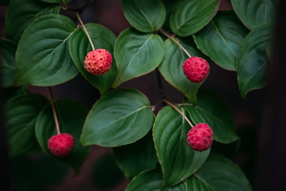 Kousa Dogwood Tree Seedlings for Planting - Cornus kousa - No California (2 Dogwood Trees)