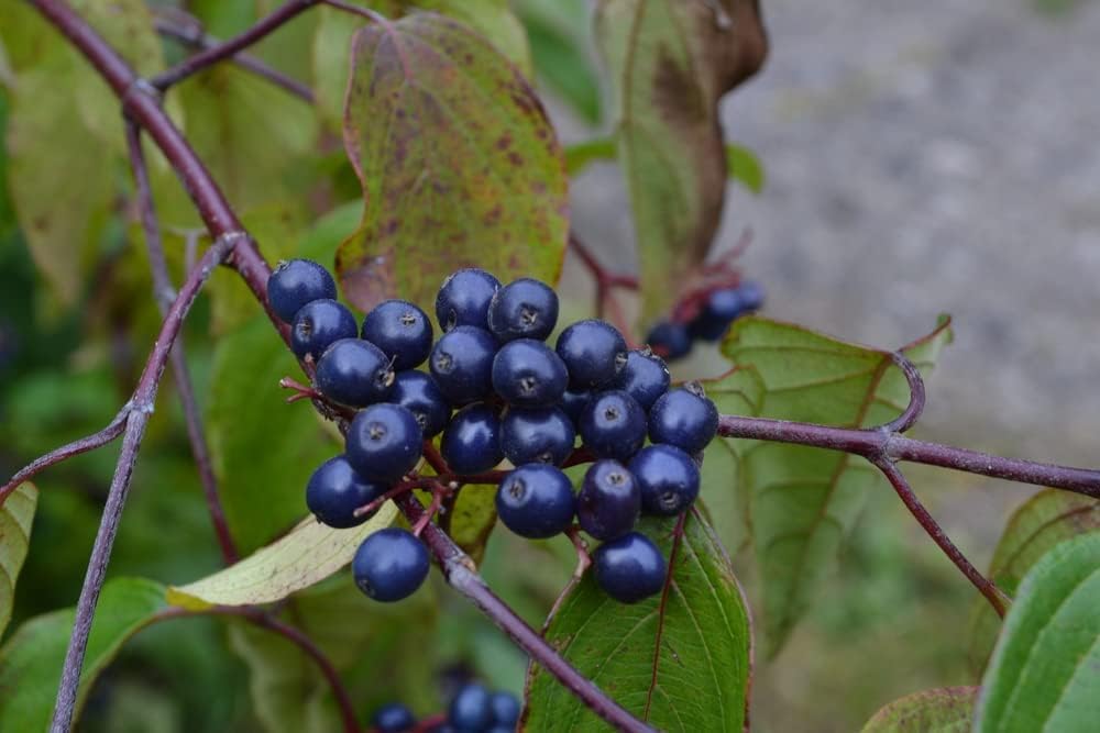 Silky Dogwood Tree Seedlings for Planting - No Ship to California (3 Seedlings)