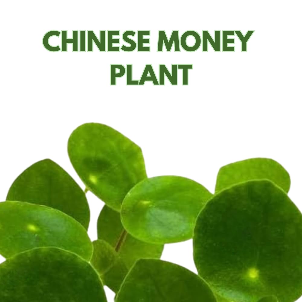 BubbleBlooms Chinese Money Plant Pilea Peperomioides in a 2 inch Pot