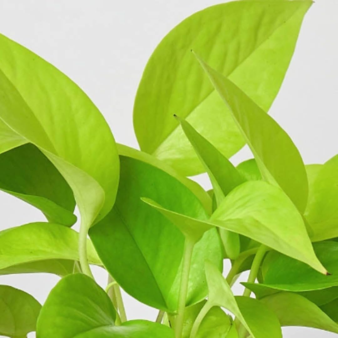 Pothos 'Neon' | Live Plant for Indoor & Outdoor | for Living Room, Office, Bathroom | (3" Pot)