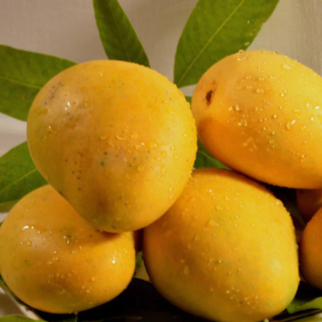Sweet Mango Tree Live Plant, Live Yellow Mango Tree Plant, 5 to 10 Inc Tropical Trees Fruit for Growing Outside