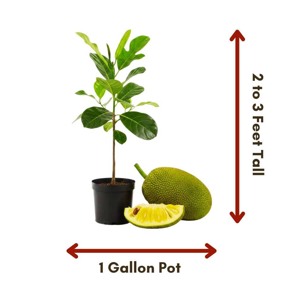 Jackfruit Tree Tropical Fruit Live Plant in 1 Gallon Pot, Perennial Fruit Tree, Yellow Jackfruit Plant from 2-3 Feet Tall