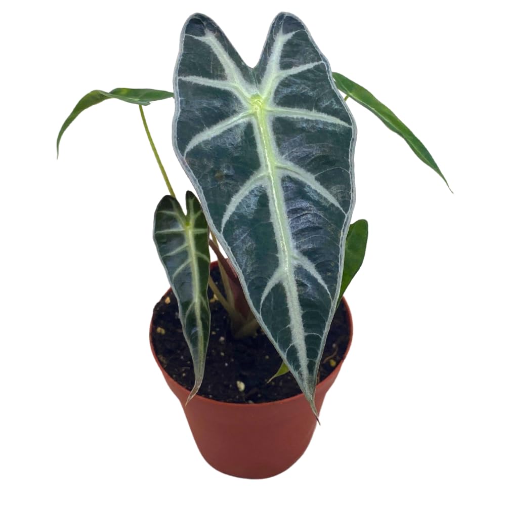 BubbleBlooms Alocasia Bambino in a 4 inch Pot