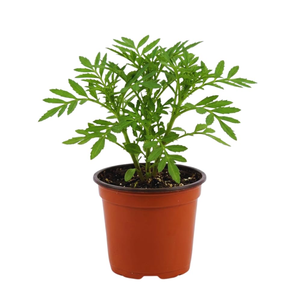 Set 2 Orange Marigold Live Plants, Marigold Plants Live Potted, Marigold Flowers Live Plants