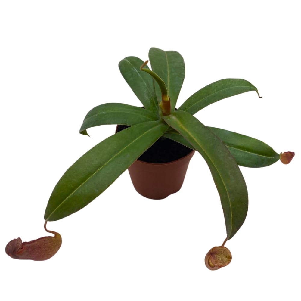 BubbleBlooms Nepenthes Rebecca Soper in a 2 inch Pot Red Tropical Pitcher Carnivorous Plant