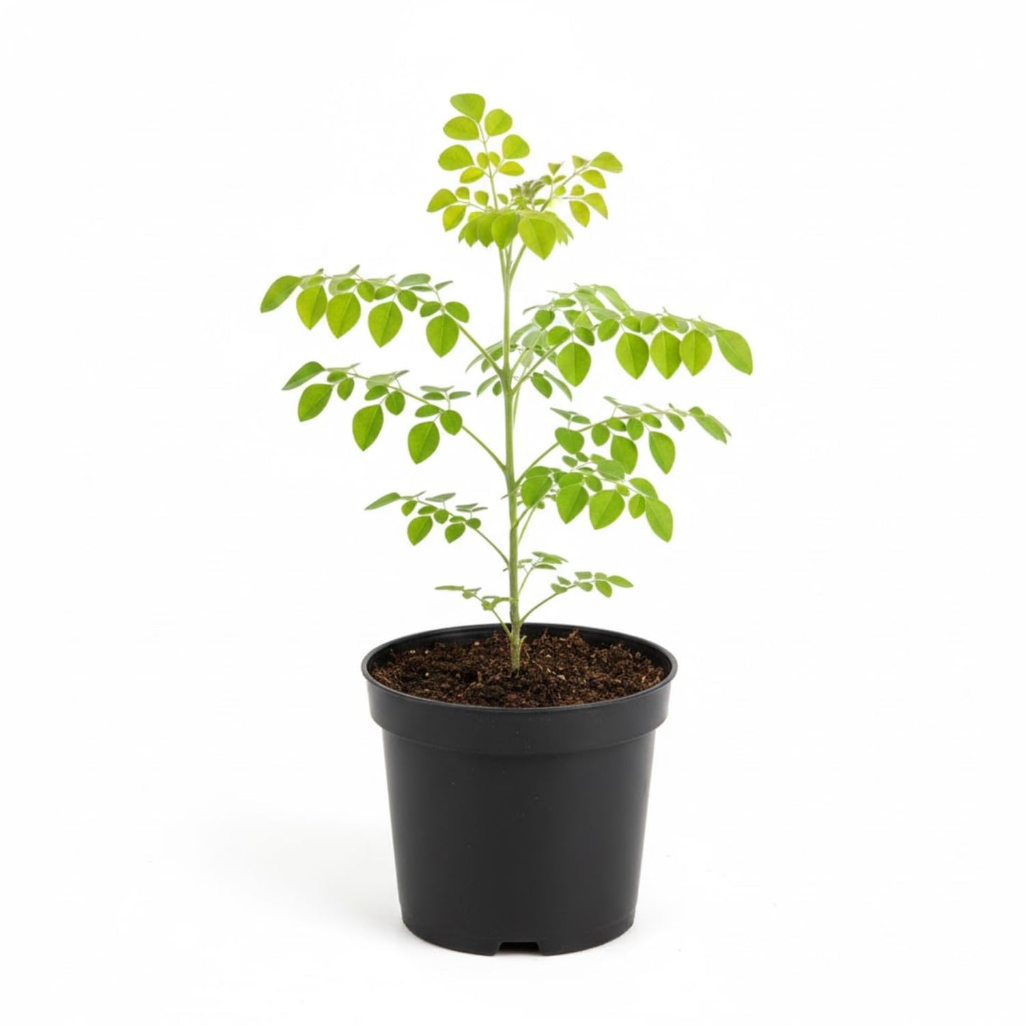 Moringa Tree Live Plant, Moringa Oleifera Plant 6-10'' Tall, 4'' Potted Plant Ready to Grow Outdoor