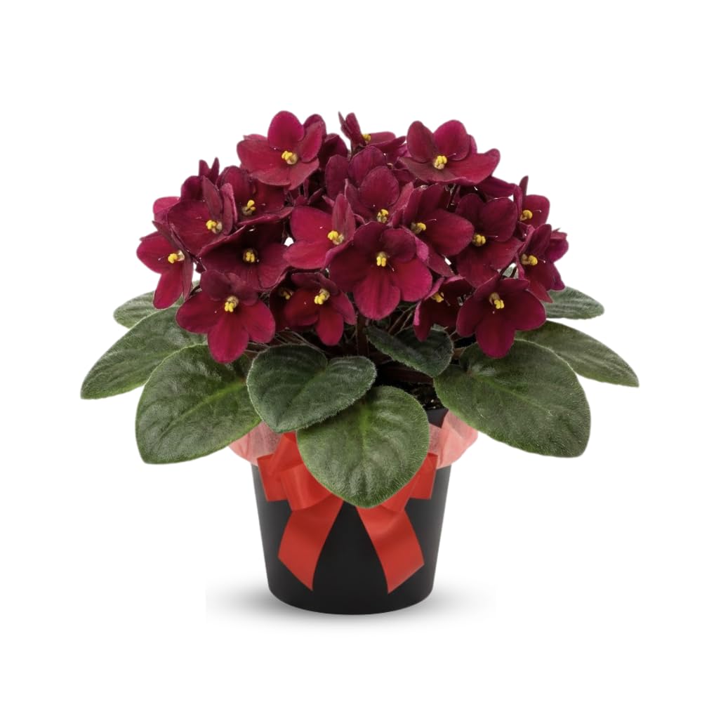 Red African Violets Live Plants House Plants in 4" Pot, Vibrant Blooms for Indoor Décor, Home or Office, Easy to Grow