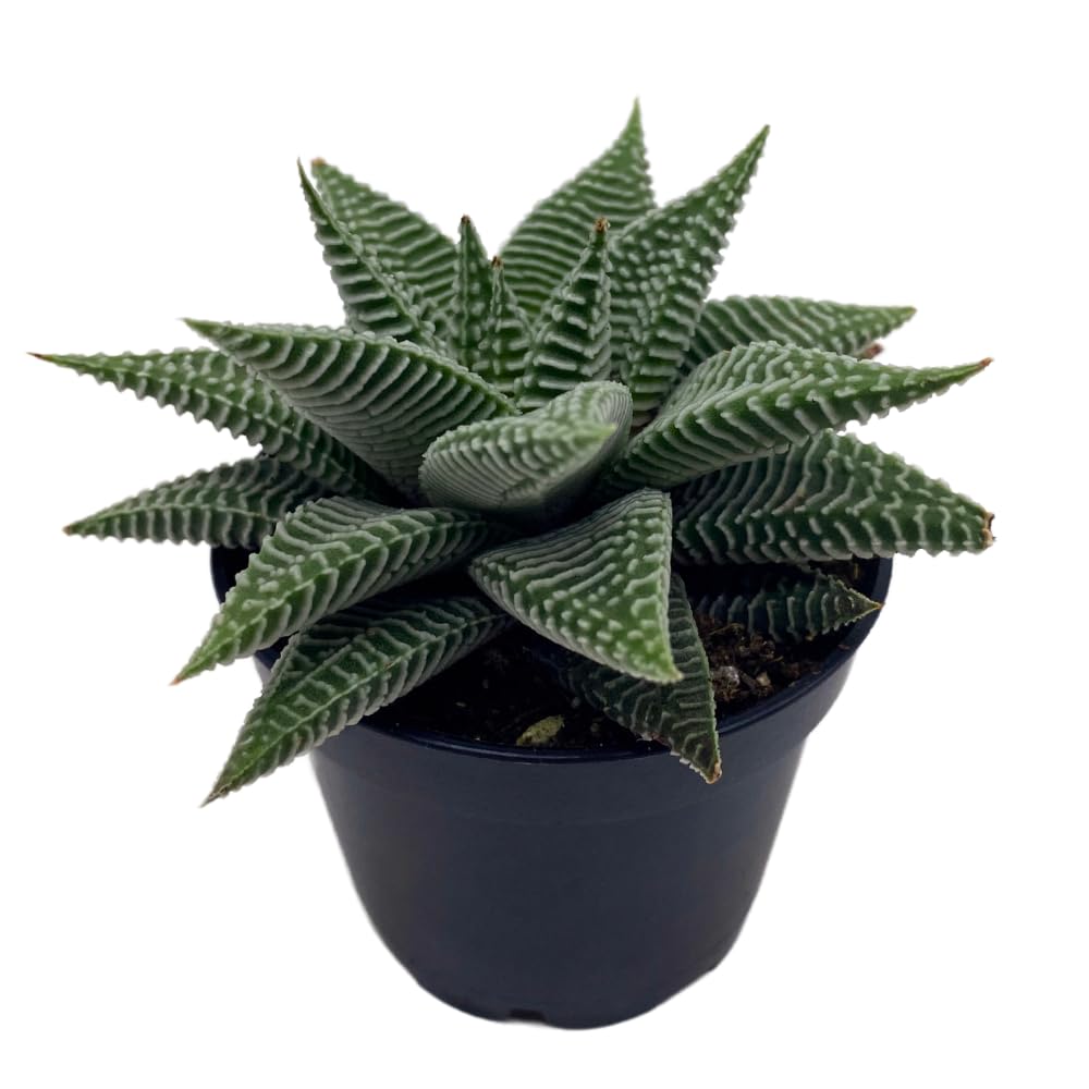 BubbleBlooms Haworthia Miami, 2 inch wandera Tropiflora Lace Aloe