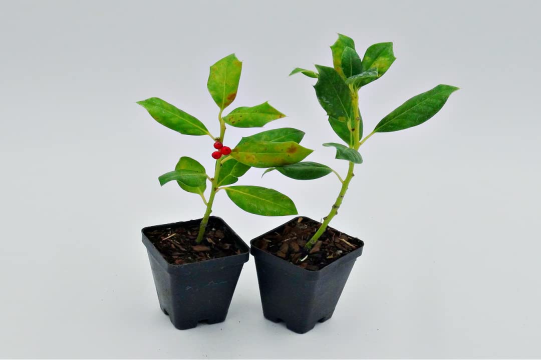 Greenwood Nursery: Live Trees - Nellie R. Stevens Holly Tree + Ilex X - [Qty: 5X 2.5 Pots] - (Click for Other Available Plants/Quantities)