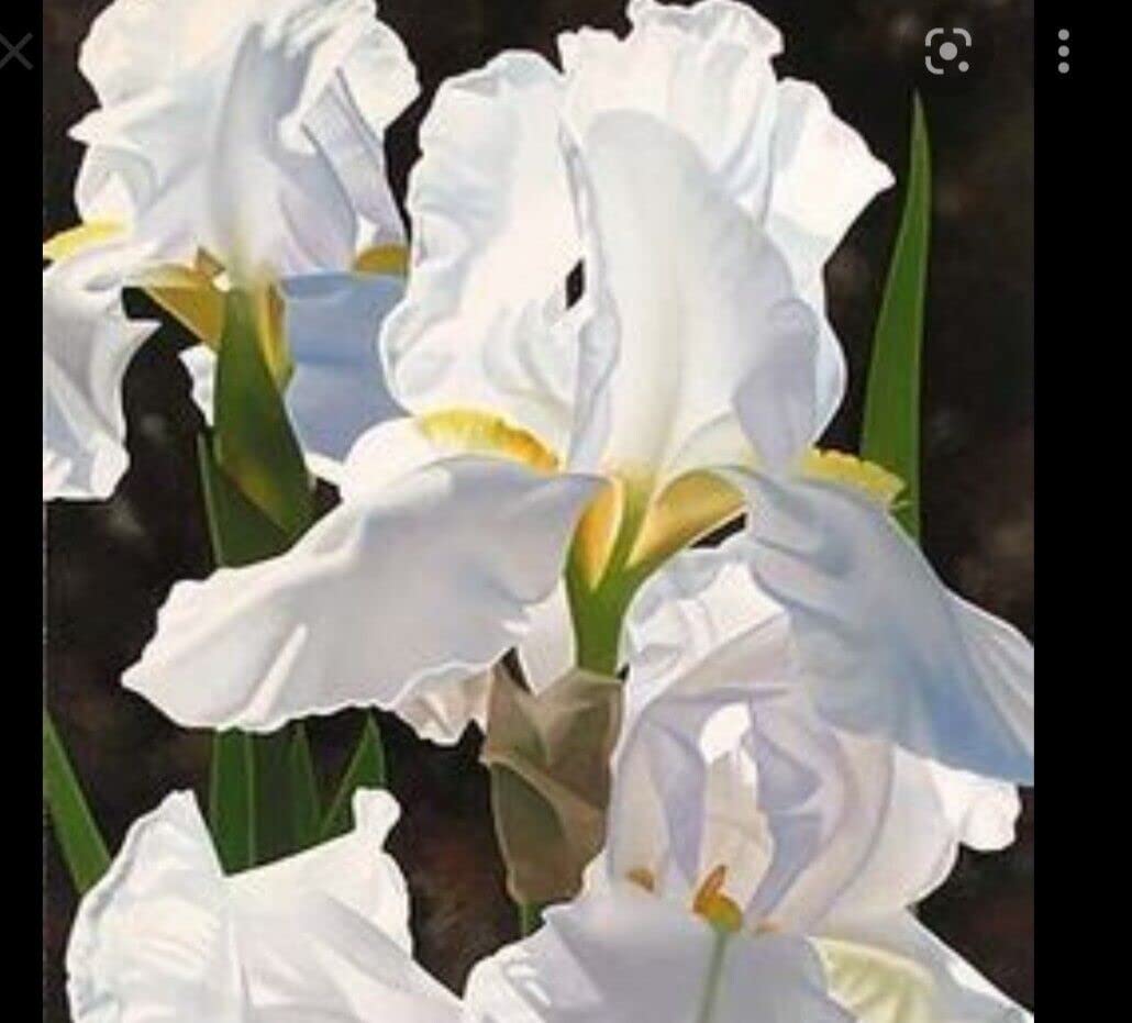 5 Iris Bearded Bulbs Rhizomes Flower | Mixed Colors Bulbs